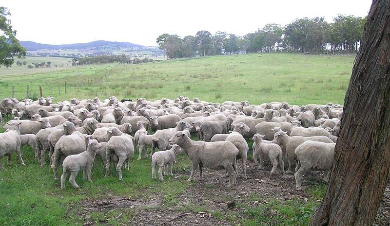 lana merino Fancy Sheep